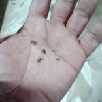 フィレンツェナスの種