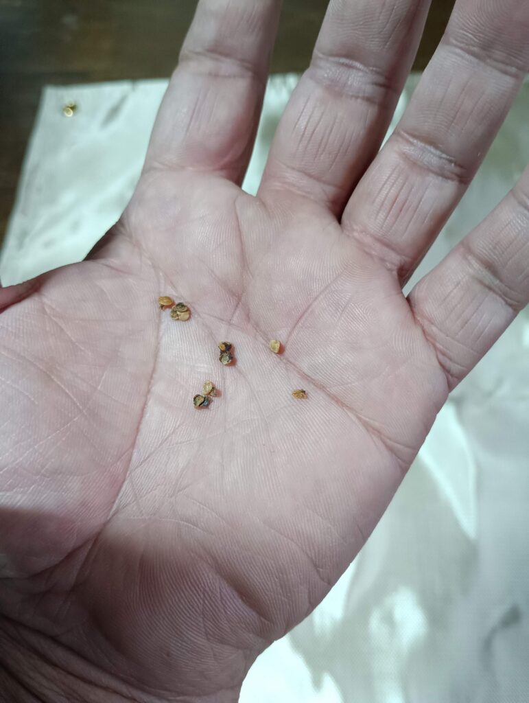 フィレンツェナスの種