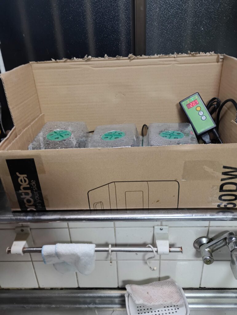 自家製育苗温室