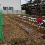 ジャガイモ　お手伝い