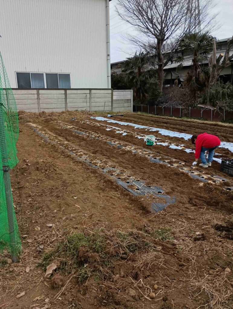 ジャガイモ お手伝い