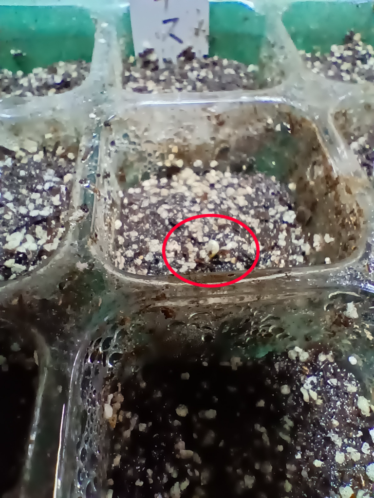 フィレンツェナス　発芽