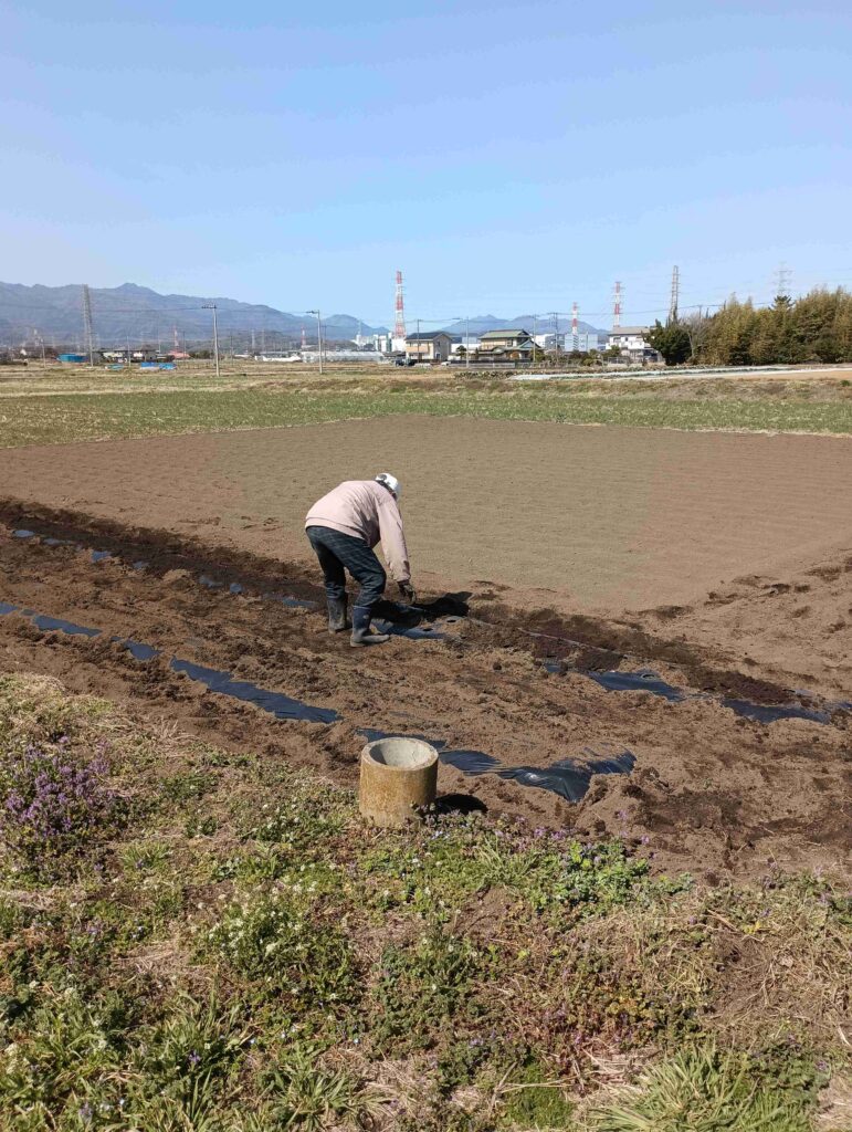 20260301ジャガイモ植え付け